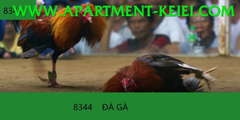 Đá Gà Trực Tiếp - fk22